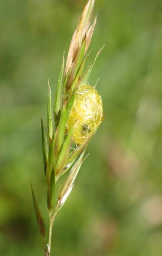Réf. 208 816 : Hypera arator